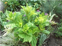 ce14ce46-Picture 017.jpg